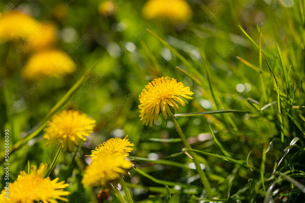 Yellow blossoms of dandelion (taraxacum) with others in blurry background on a green meadow Yellow blossoms of dandelion (taraxacum) with others in blurry background on a green meadow