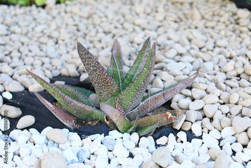 Gasteria succulent spotted leaves plant south California USA photo