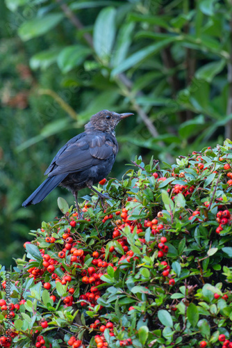 A blackbird (turdus merula) sitting on a bush of firethorn (pyracantha) with red berries
