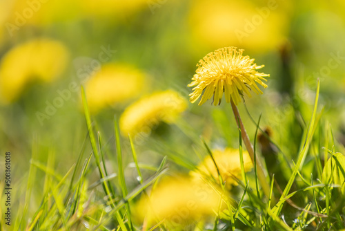 A yellow blossom of dandelion  taraxacum  with others in blurry foreground and background