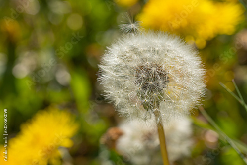 A blowball of dandelion  taraxacum  in front of a yellow and green blurry background