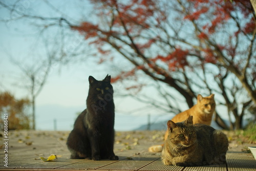 Fototapeta Naklejka Na Ścianę i Meble -  Cats living in Hachimanyama against the background of autumn leaves