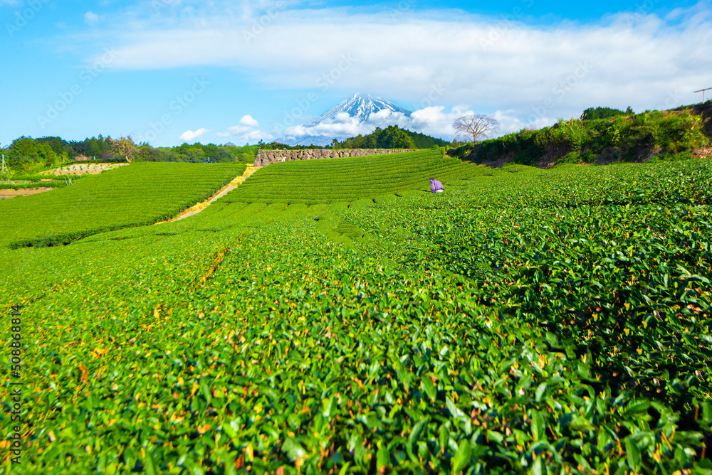 Green Tea Plantation and Fuji mountain background at Imamiya, Shizuoka, Japan