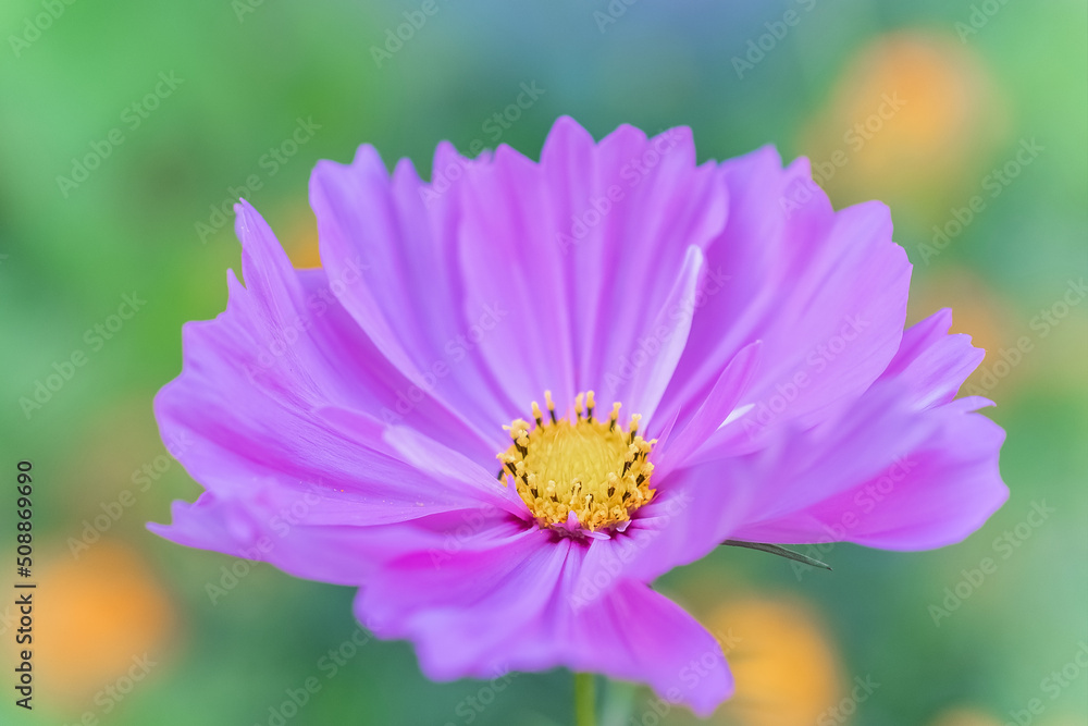 Obraz premium beautiful pink cosmea flower on a green background. selective focus