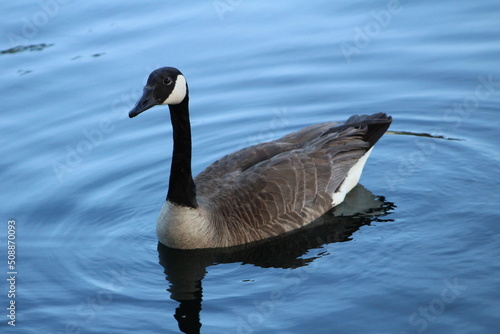 Geese close up on the lake