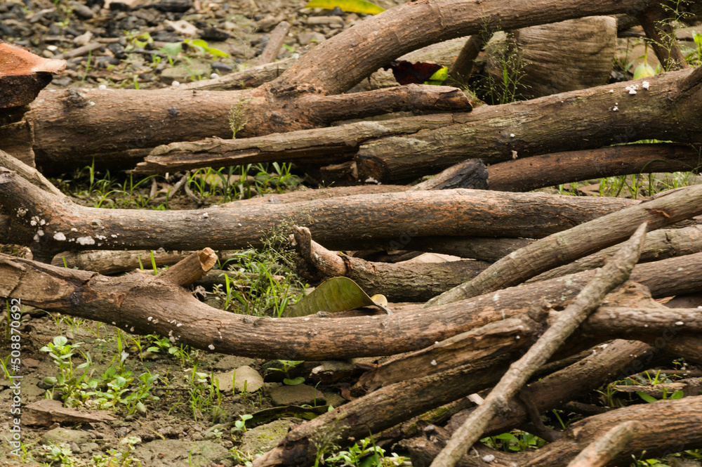 Dried logs as fuel for household needs. the image is suitable for use as an illustration of global warming articles, or household-scale natural gas savings Dried logs as fuel for household needs. the image is suitable for use as an illustration of global warming articles, or household-scale natural gas savings