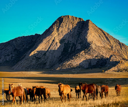 A herd of horses grazes on a field on sunny day.
