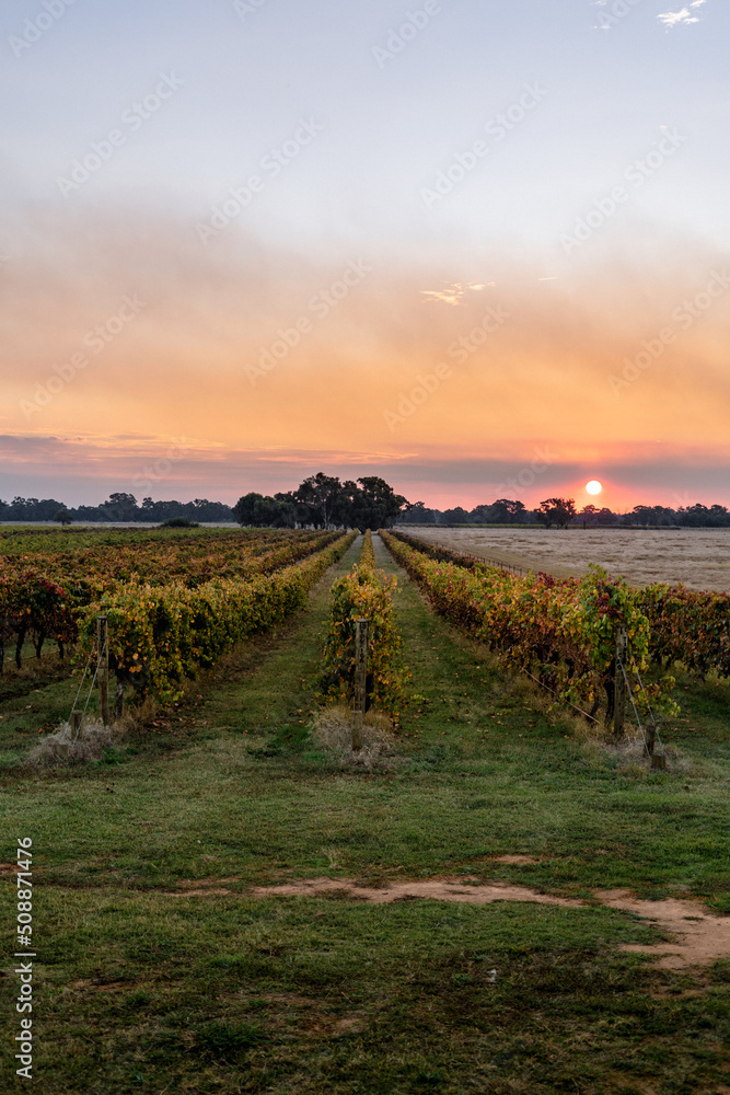 sunset over the vines