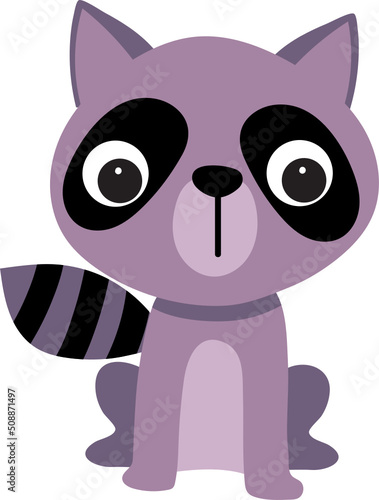raccoon