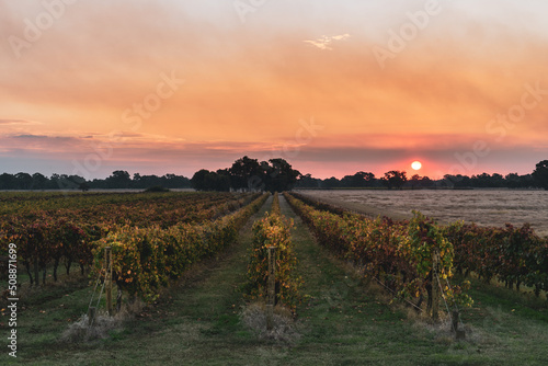 vineyard in the sunset