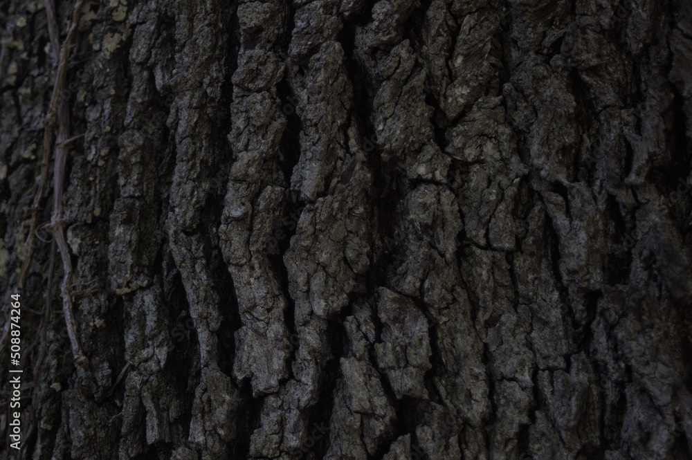 Bark Close-up Bark Close-up