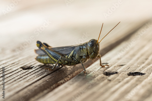 Canvas Print grasshopper