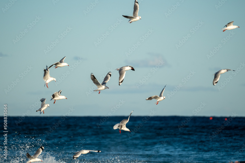 seagulls in flight over the sea at sunset