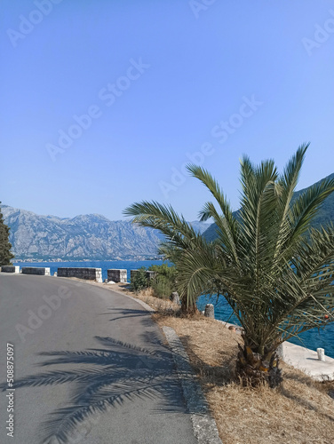 Daytime seascape with a palm tree in old town of Perast, Montenegro