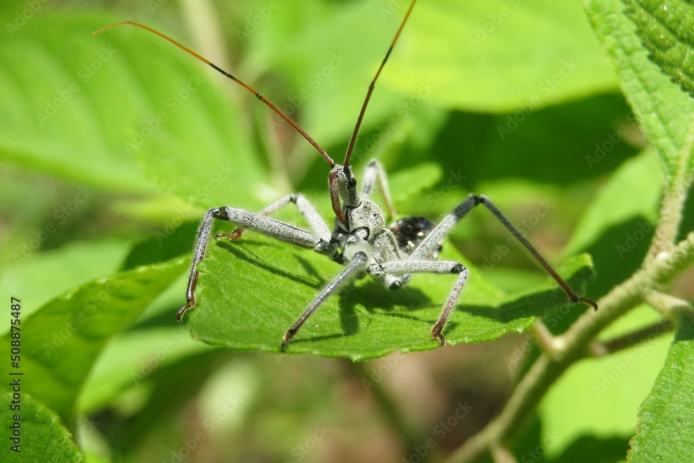 Wheel bug (Arilus cristatus) on green leaf in Florida wild, closeup Wheel bug (Arilus cristatus) on green leaf in Florida wild, closeup