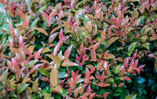 Group of photinia leaves in park photo