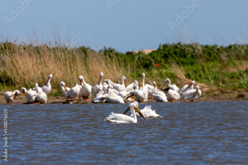 The flock of American white pelicans (Pelecanus erythrorhynchos)  resting on a shore of lake Michigan. © karel