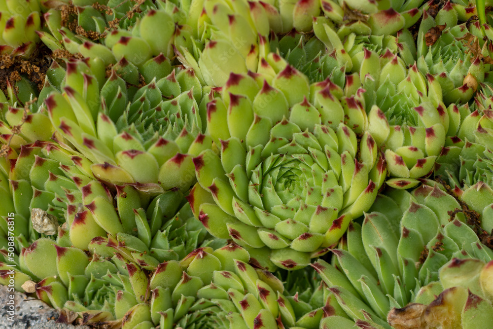Obraz premium Plants from the Botanical Garden in Sofia Bulgaria