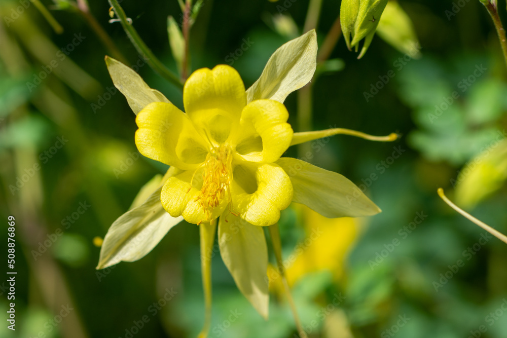 Obraz premium Plants from the Botanical Garden in Sofia Bulgaria
