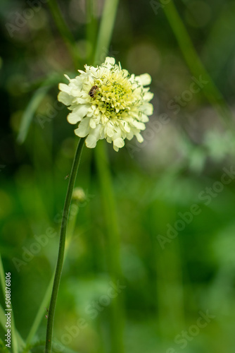 Plants from the Botanical Garden in Sofia Bulgaria