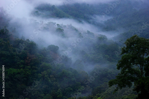 Misty Hills of Kuttikkanam. Beautiful landscape in a foggy morning. © Bino