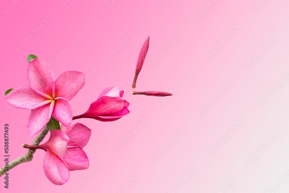 Obraz premium pink flowers frangipani local flora of asia arrangement flat lay style on background pink