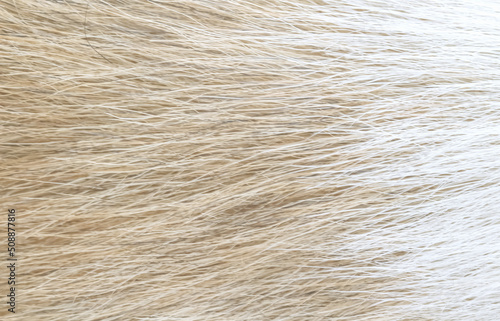 Fur dog texture, animal hair natural patterns on brown white background