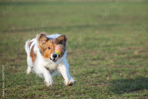 Sheltie focused running in the grass at dog park. Tennis ball covering one eye. Dogs having fun