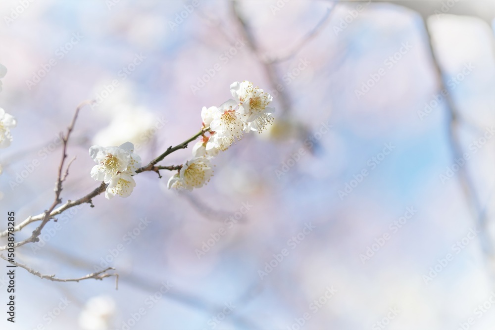 white Japanese apricot blossom in full blooming white Japanese apricot blossom in full blooming