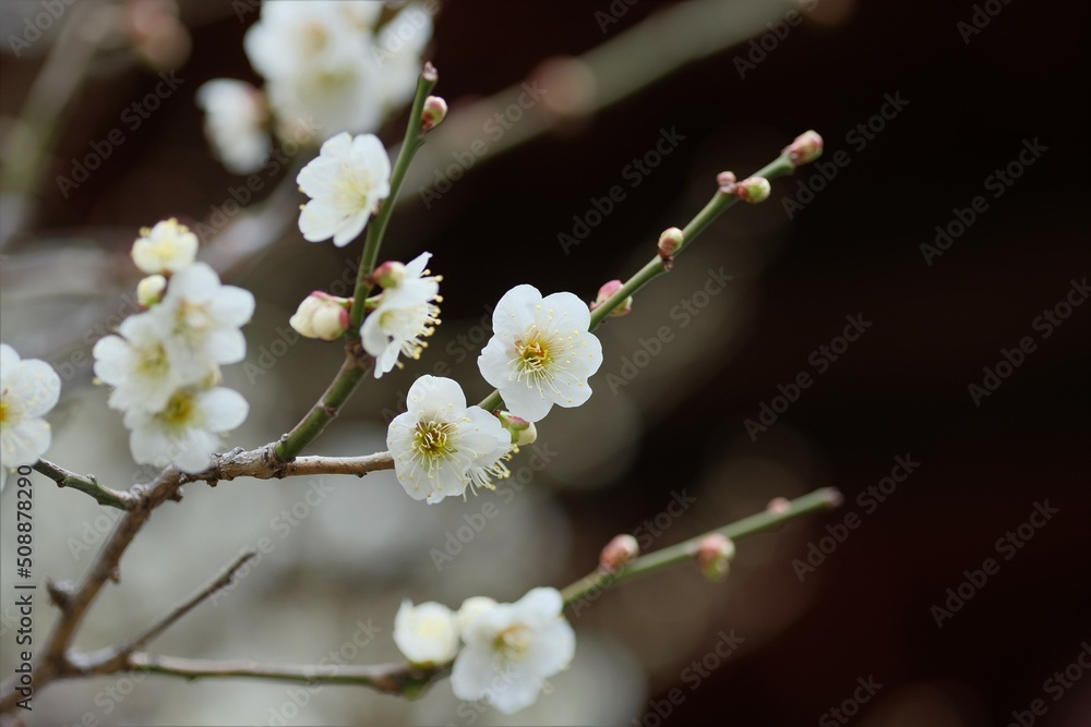 white Japanese apricot blossom in full blooming white Japanese apricot blossom in full blooming