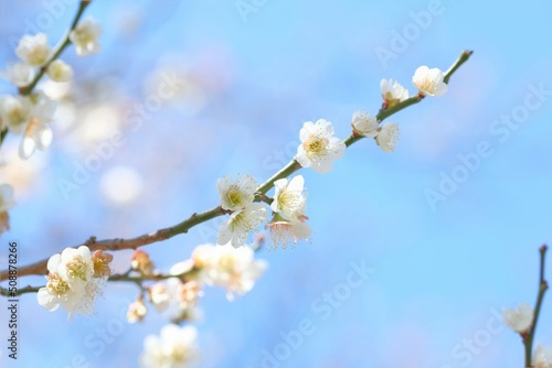 white Japanese apricot blossom in full blooming 