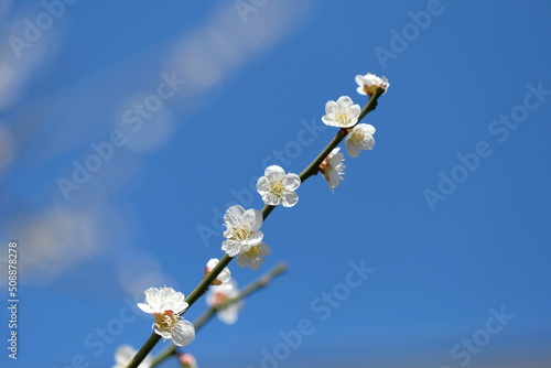 white Japanese apricot blossom in full blooming