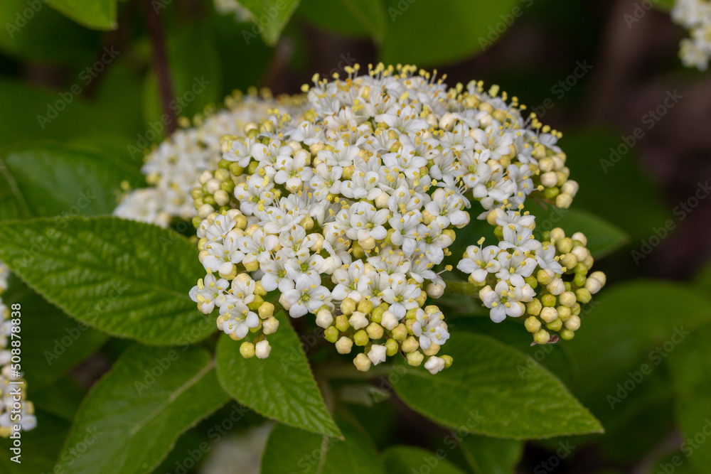 Texture background of white viburnum (viburnum plicatum) flowers and buds in full bloom Texture background of white viburnum (viburnum plicatum) flowers and buds in full bloom