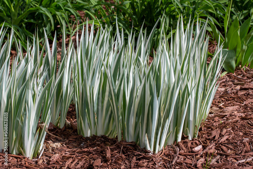 Close up texture view of variegated dalmation iris plants (iris pallida) prior to blooming in an outdoor garden