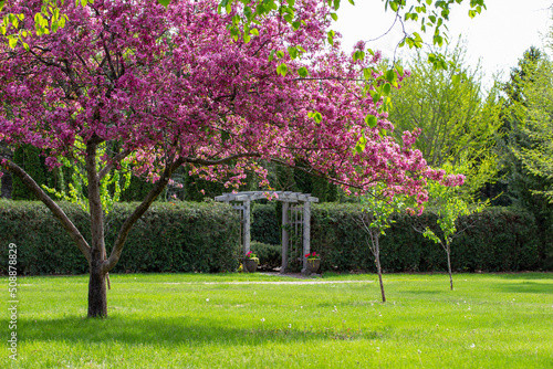 Landscape view of deep pink color ornamental apple trees in full bloom in an ornamental botanical garden, with view of a wooden arbor trellis