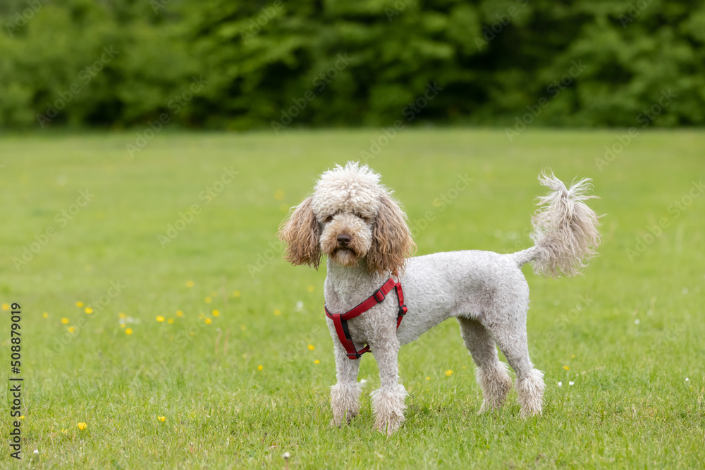 Cute small light brown trimmed poodle with red harness standing and posing on grass while looking at camera Cute small light brown trimmed poodle with red harness standing and posing on grass while looking at camera