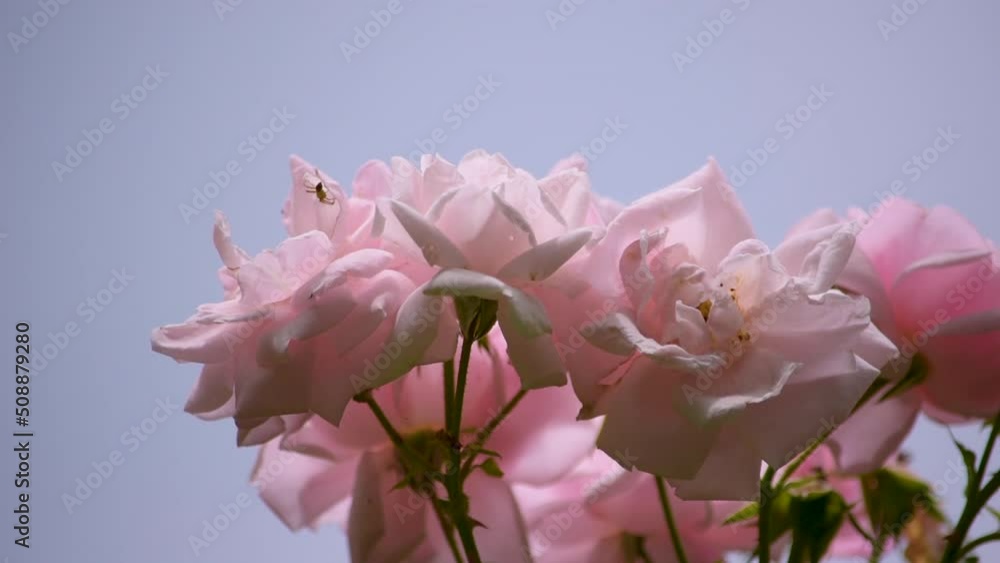 バラ(薔薇)は愛を象徴する花です。花の咲き方は八重咲きや一重咲き、大輪や小花をたくさん咲かせるタイプなどさまざまです。 バラ(薔薇)は愛を象徴する花です。花の咲き方は八重咲きや一重咲き、大輪や小花をたくさん咲かせるタイプなどさまざまです。