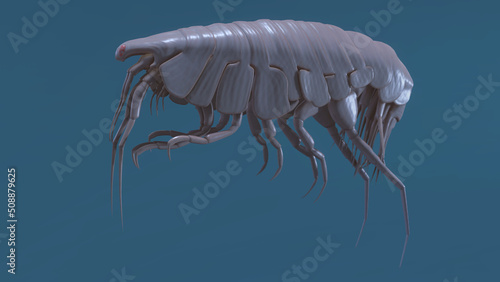 Amphipod 3D rendered on blue background photo