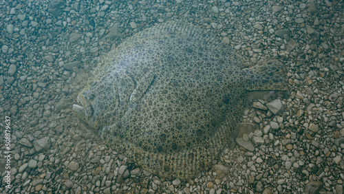 Turbot Flatfish 3D Rendered photo