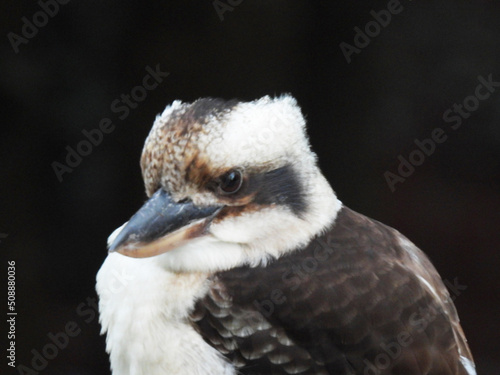 Kookaburra Australian bird