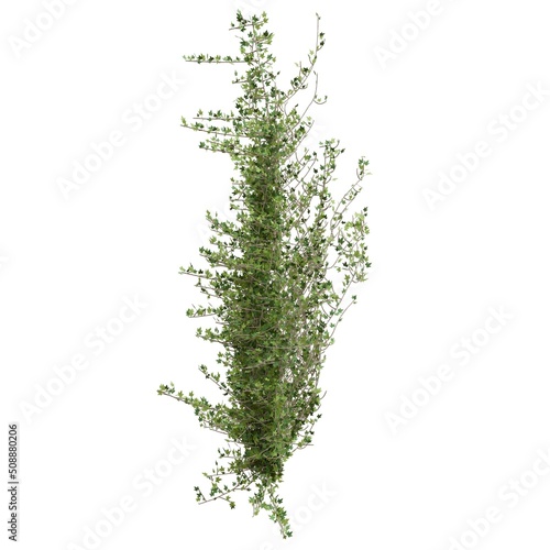 Vászonkép Climbing plants creepers isolated on white background 3d illustration