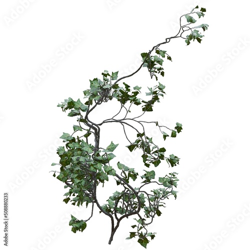 Climbing plants creepers vine isolated on white background 3d illustration