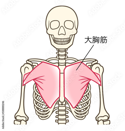 大胸筋、上肢帯の筋肉、名称あり
