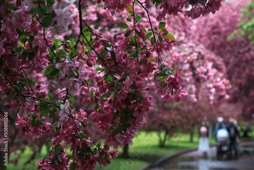 The garden of pink apple trees in Catherine Park. Moscow