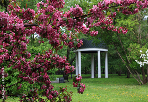 The garden of pink apple trees in Catherine Park. Moscow