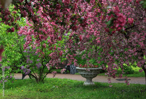 The garden of pink apple trees in Catherine Park. Moscow
