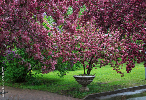 The garden of pink apple trees in Catherine Park. Moscow