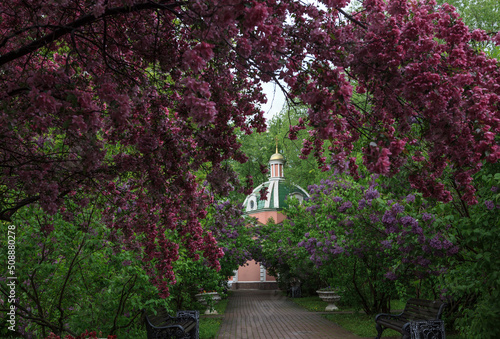 The garden of pink apple trees in Catherine Park. Moscow