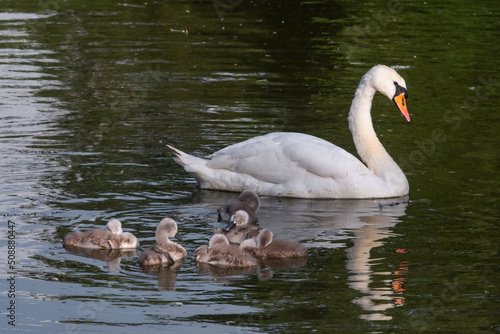 Mother swan with her baby swans. Mute swan protects its small offspring. Gray, fluffy newborn baby cygnets.
