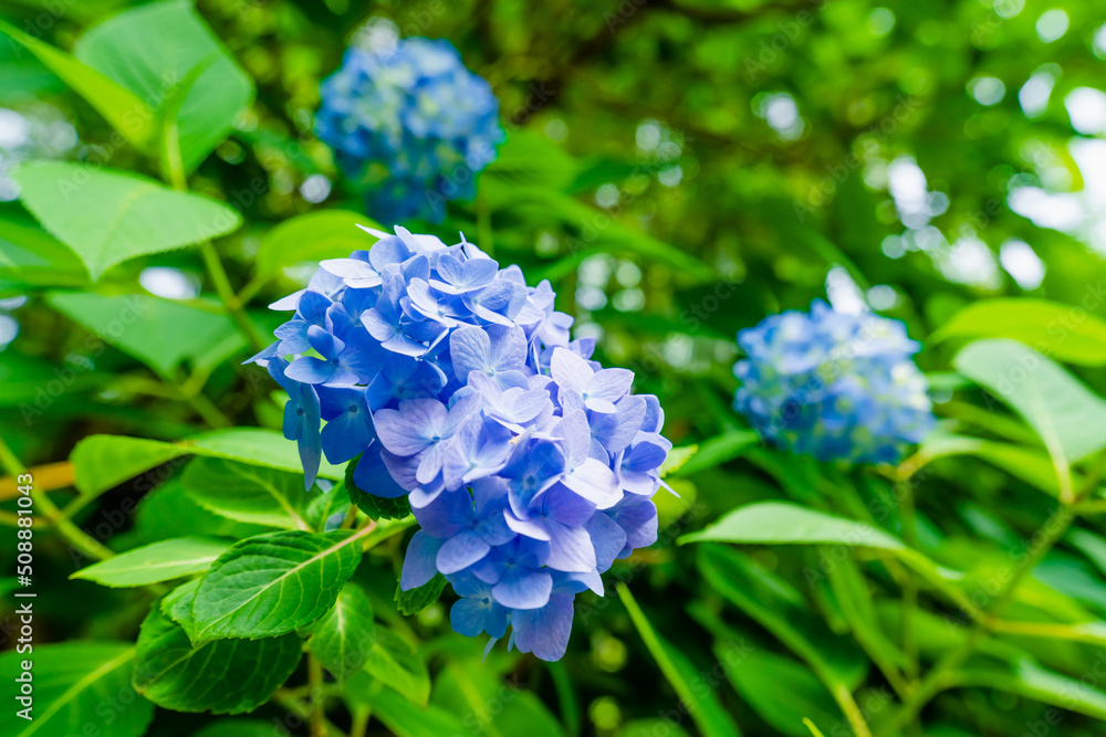 鎌倉 明月院のあじさい